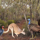 Image: Flinders University; By Elen Shute, from photos by Kim Benson, Tony Rodd and Aaron Camens